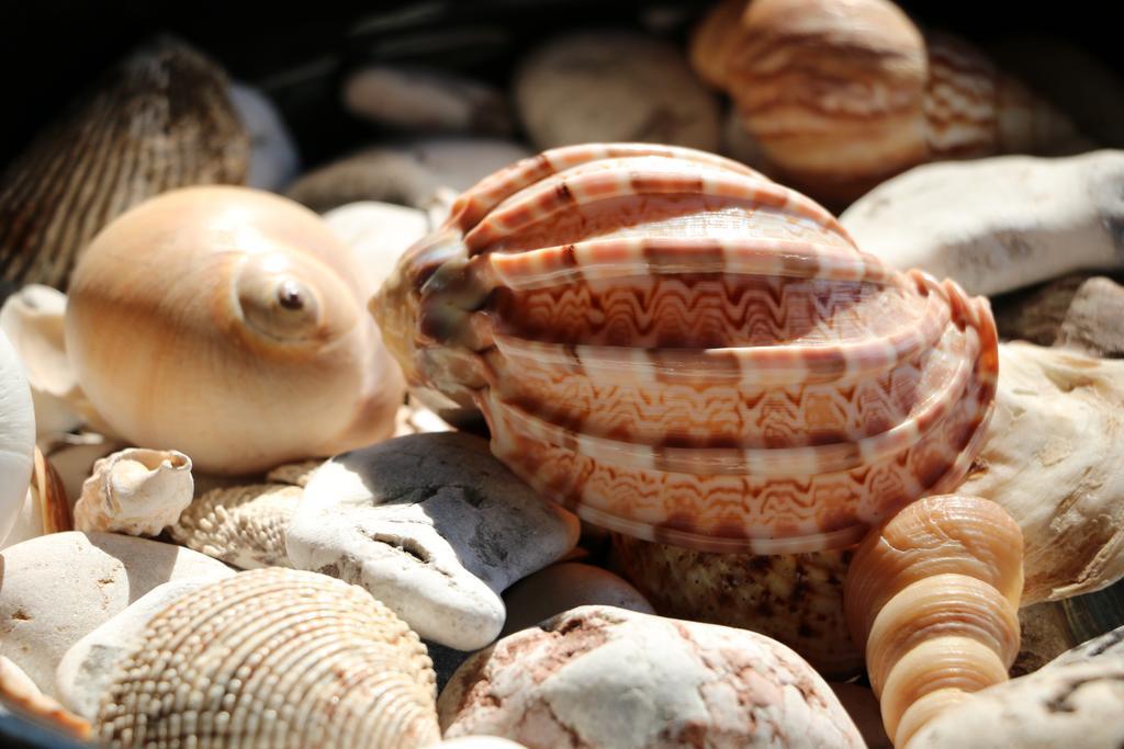 شاكرا بيتش كاباك فاراليا المظهر الخارجي الصورة